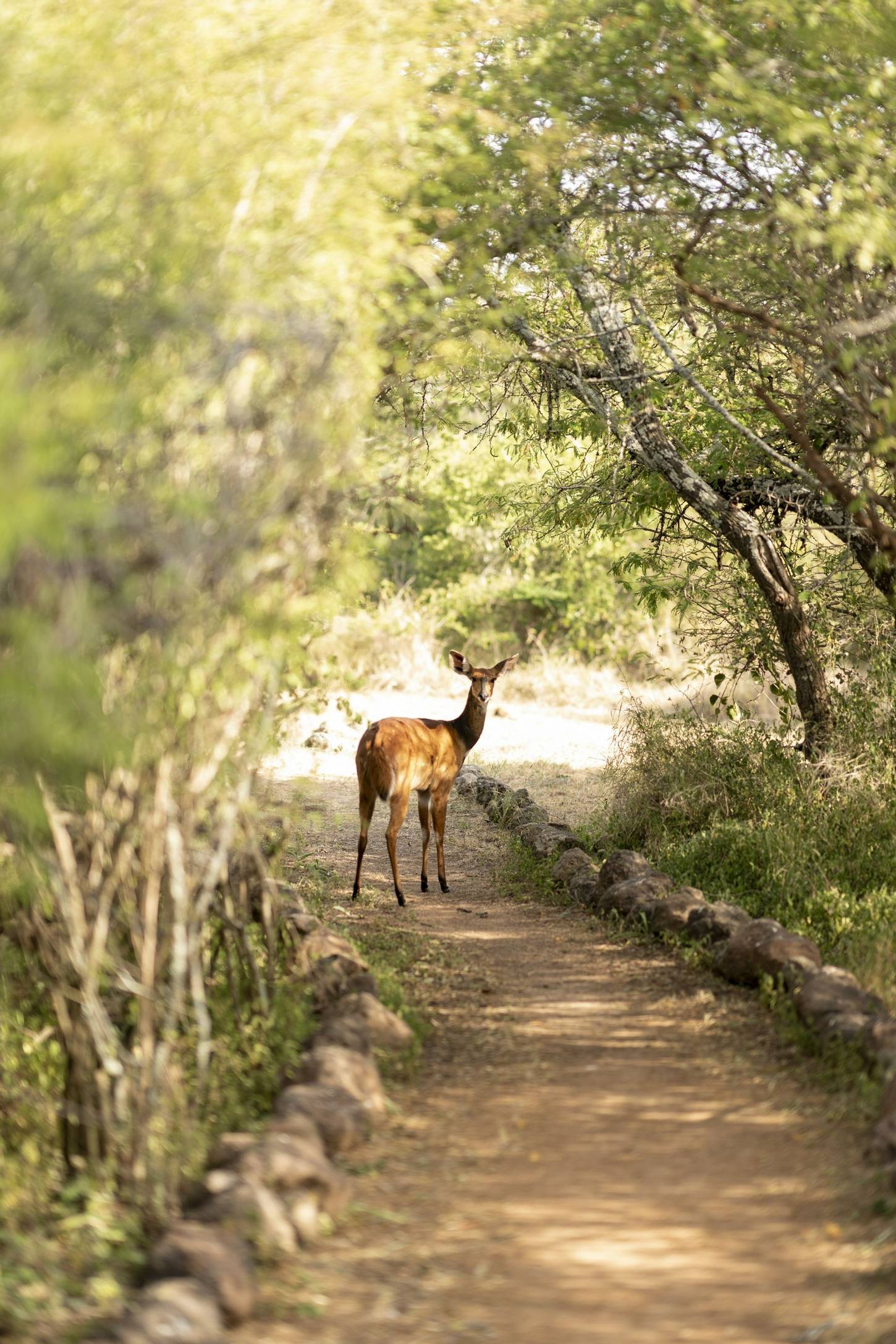 El Karama Lodge deer